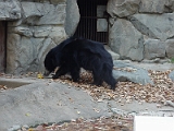 Sloth Bear